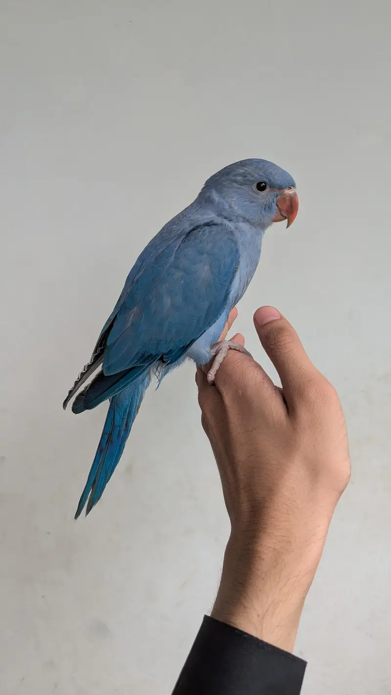 voilet cobalt ringneck parrot chick — photo 2