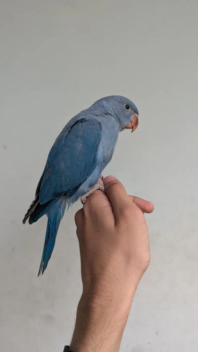 voilet cobalt ringneck parrot chick — photo 3