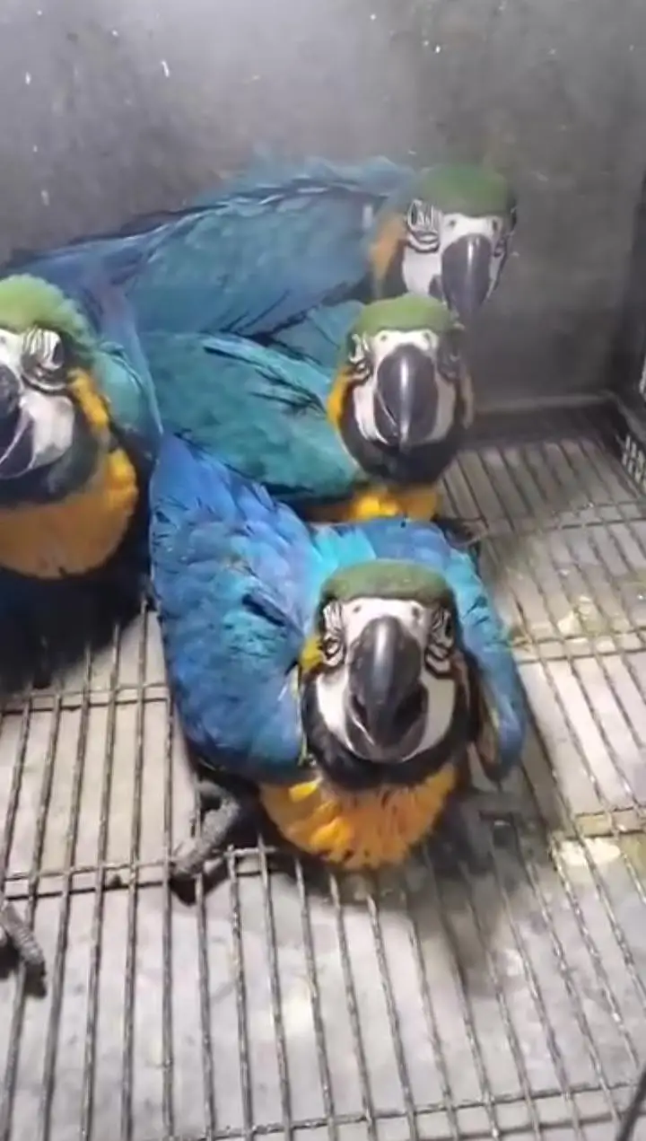 blue and gold macaw chicks for sale contact number 0329=2338=351 — photo 2