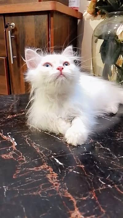 FEMALE KITTEN 