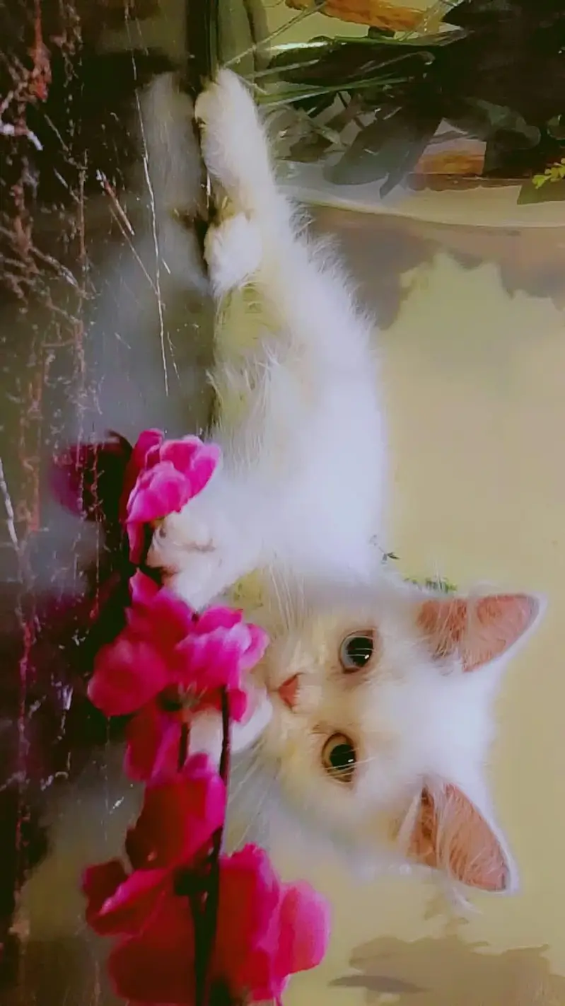 FEMALE KITTEN  — photo 2