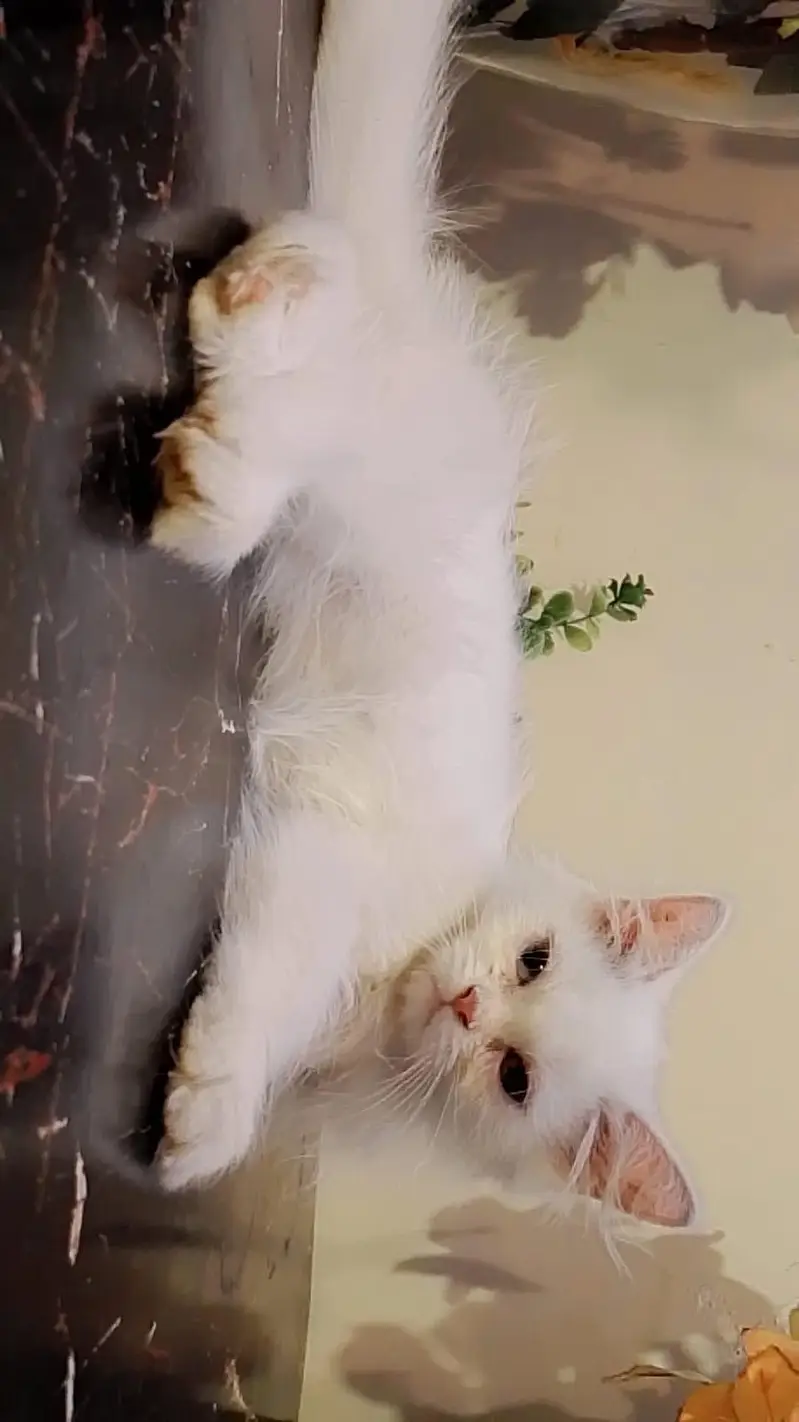 FEMALE KITTEN  — photo 3