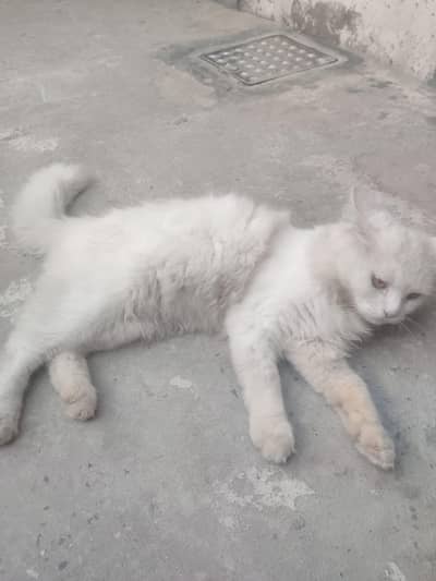 rshion cat