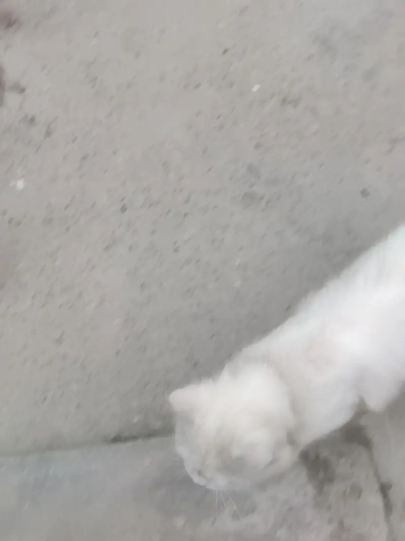 rshion cat — photo 2