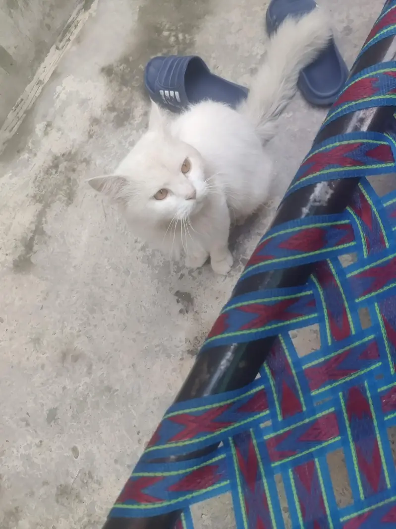 rshion cat — photo 3