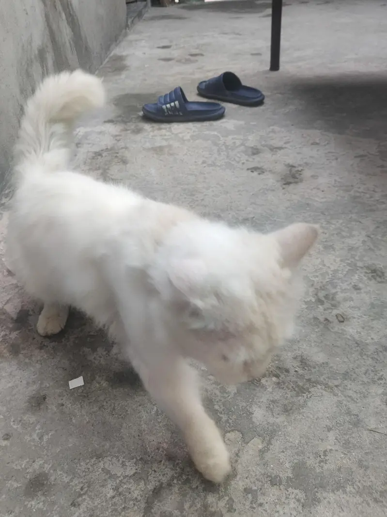 rshion cat — photo 5