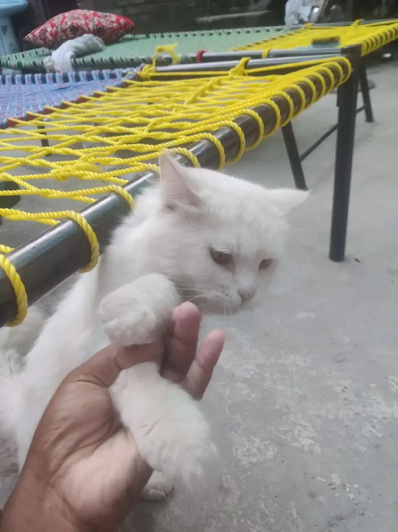rshion cat — photo 6