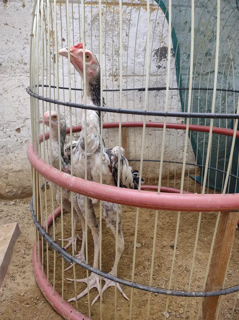 Aseel Java Pair — photo 2