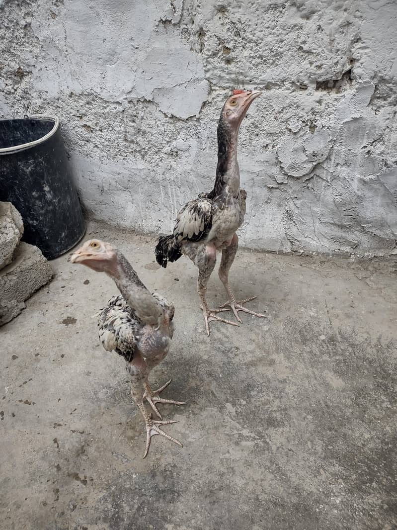 Aseel Java Pair 5
