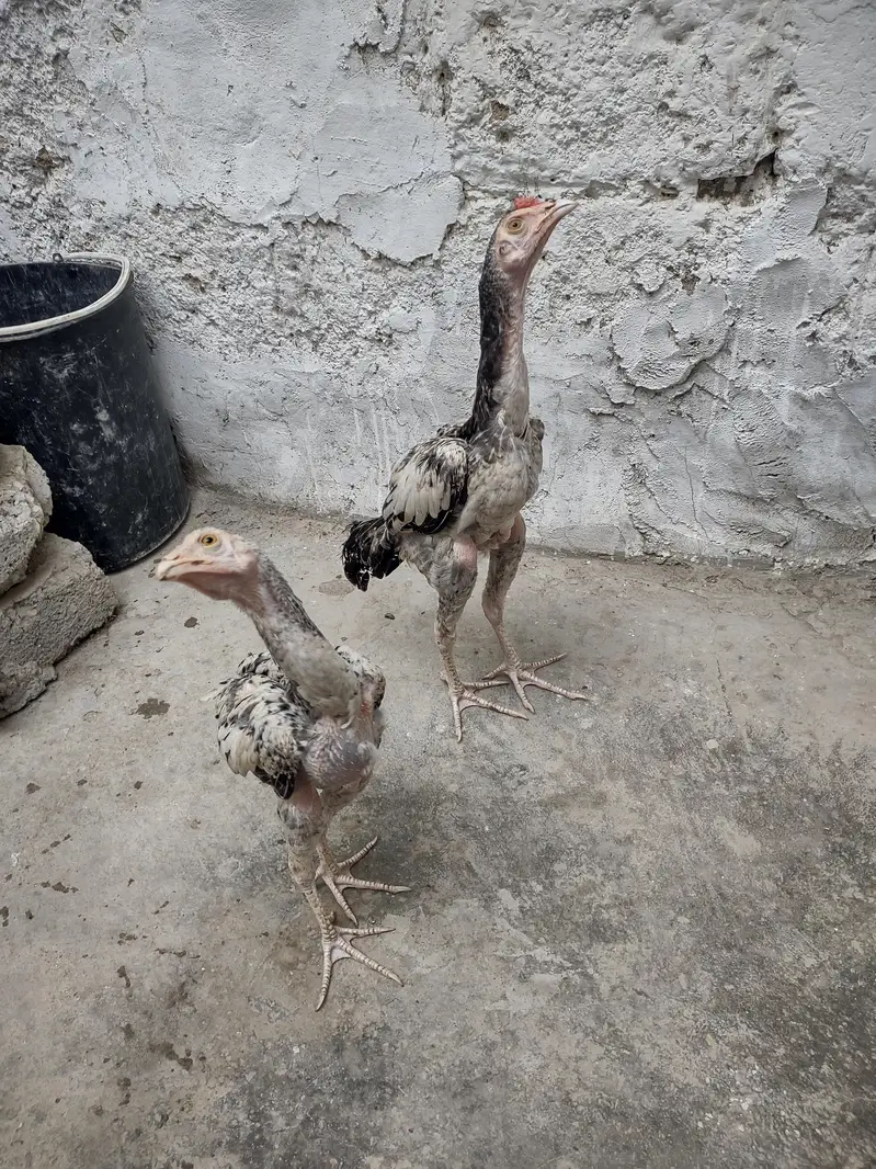 Aseel Java Pair — photo 6