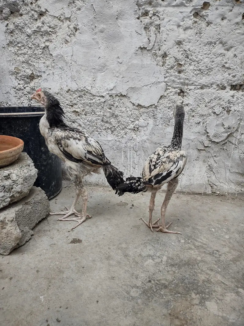 Aseel Java Pair — photo 7