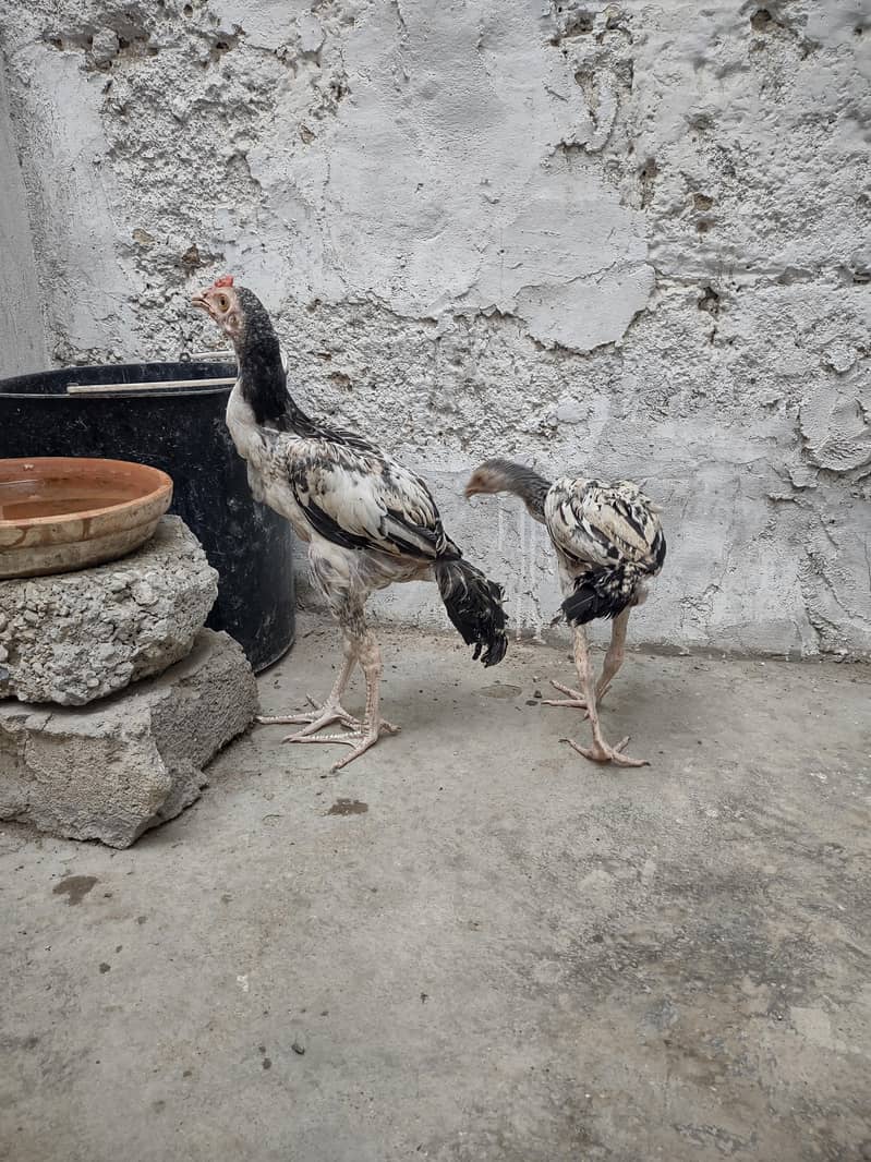 Aseel Java Pair 7