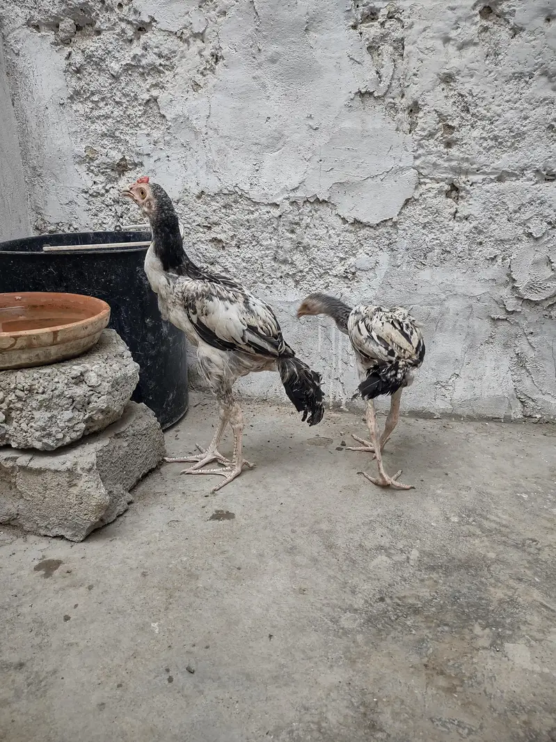 Aseel Java Pair — photo 8