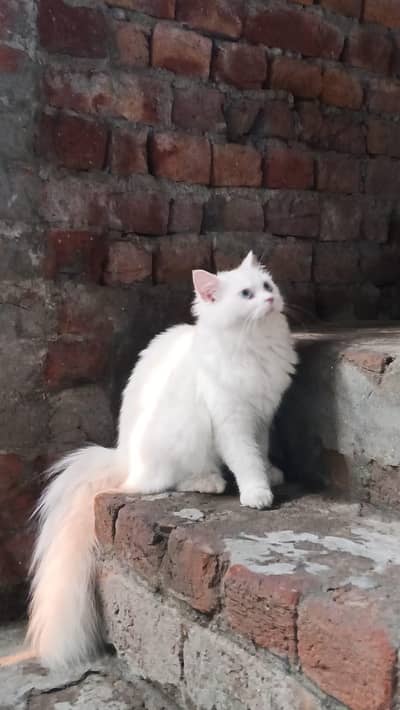 Persian cat for sale