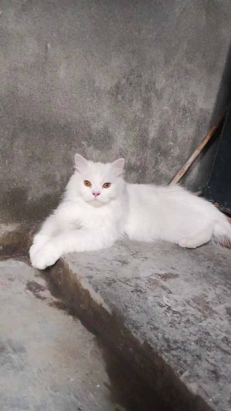Persian cat for sale — photo 2