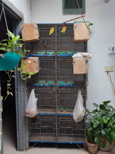 Love bird male and female with cage