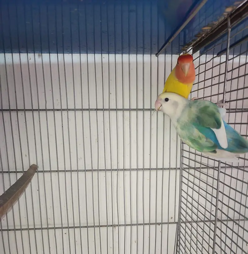 Love bird male and female with cage — photo 2