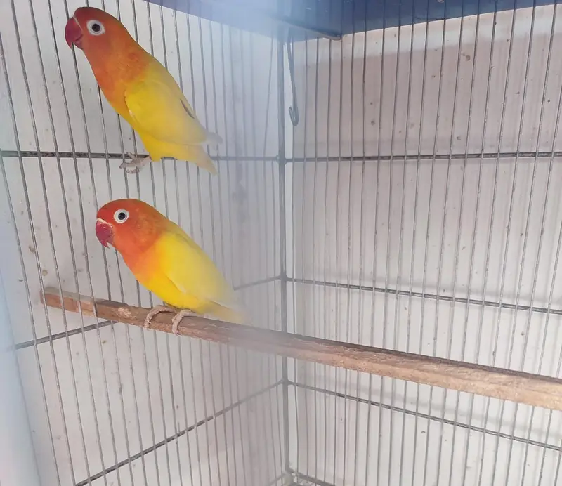 Love bird male and female with cage — photo 3