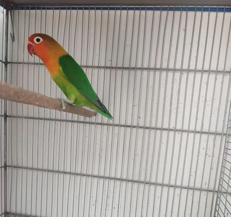Love bird male and female with cage — photo 4