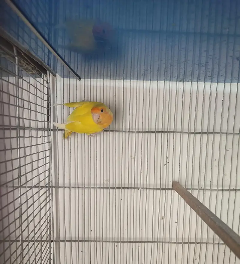 Love bird male and female with cage — photo 5