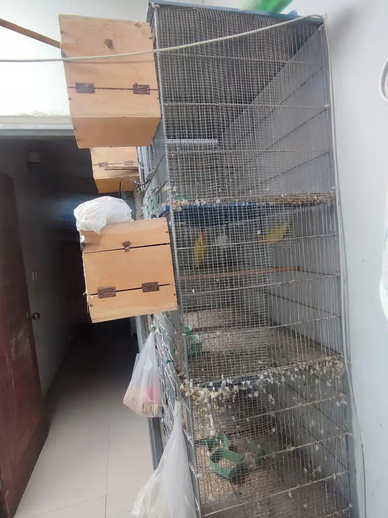 Love bird male and female with cage — photo 6
