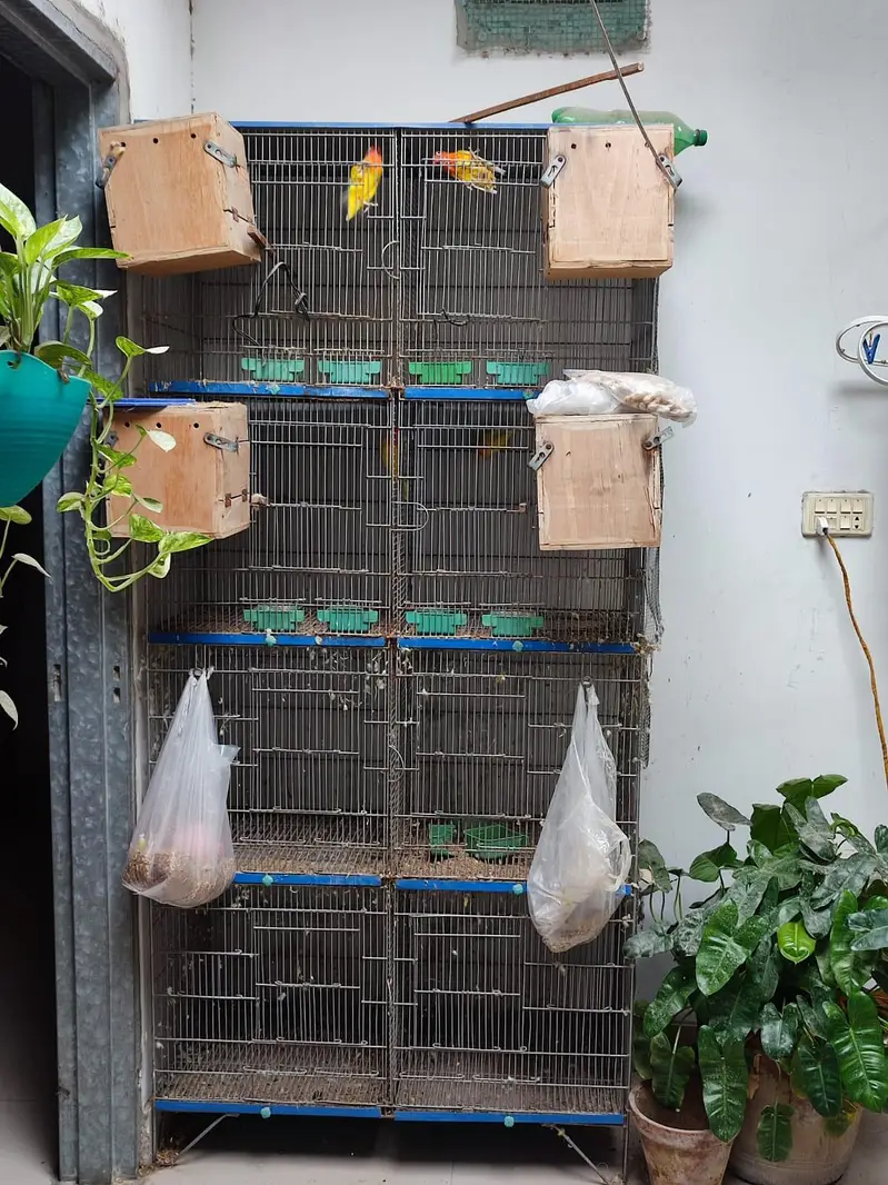 Love bird male and female with cage — photo 7