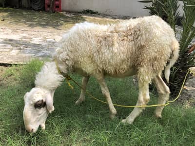Sheep