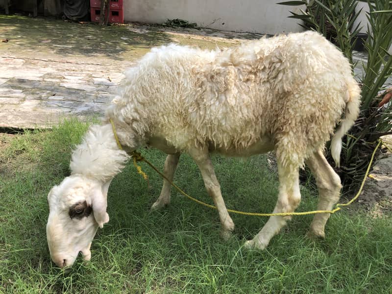 Sheep 0