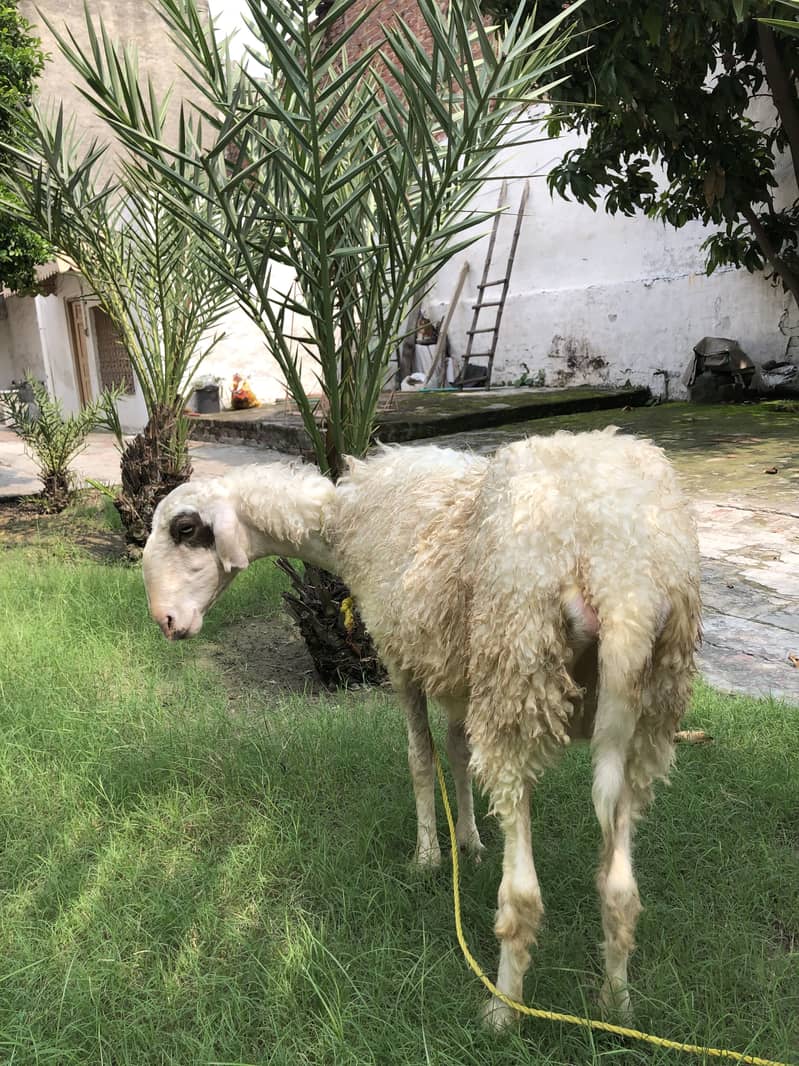 Sheep 1