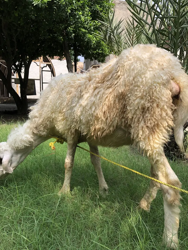 Sheep — photo 3