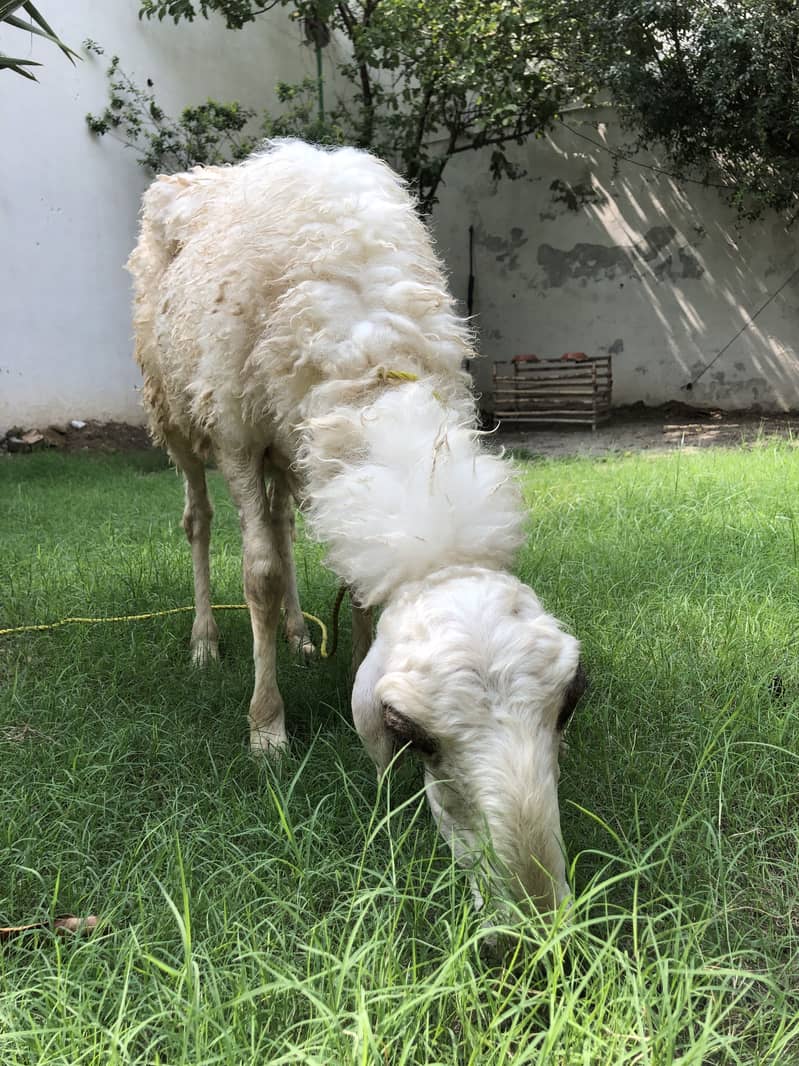 Sheep 3