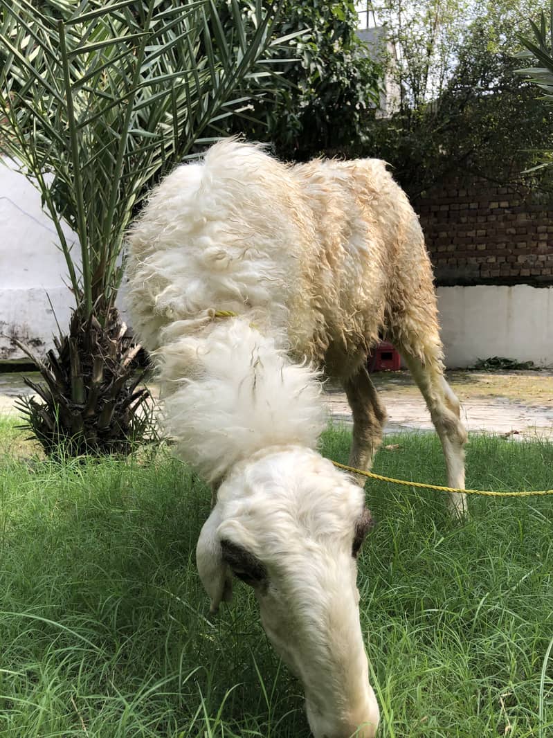 Sheep 4