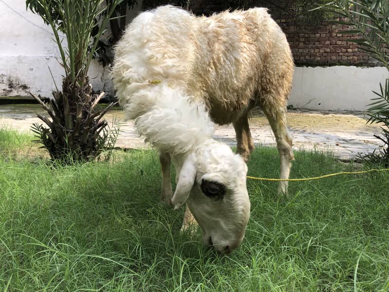 Sheep 5