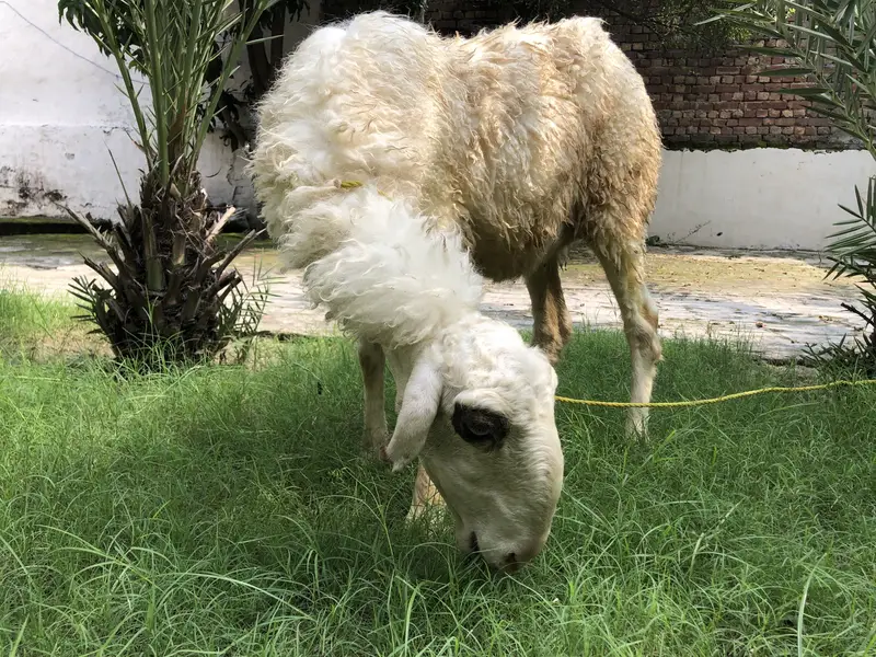 Sheep — photo 6