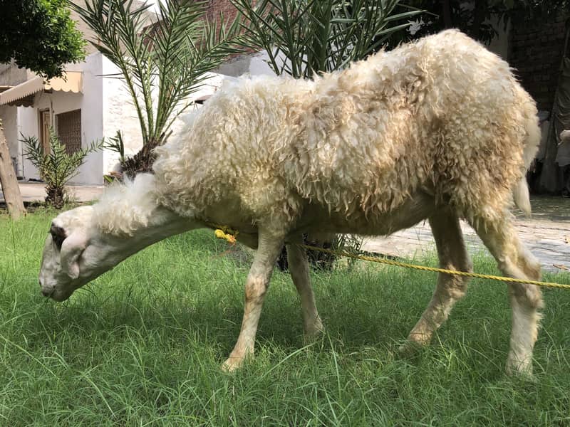 Sheep 6