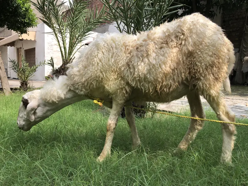 Sheep — photo 7