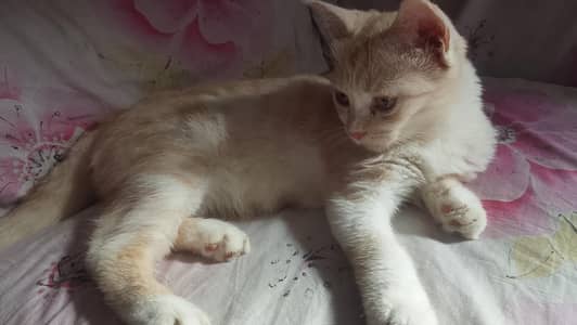 American cat