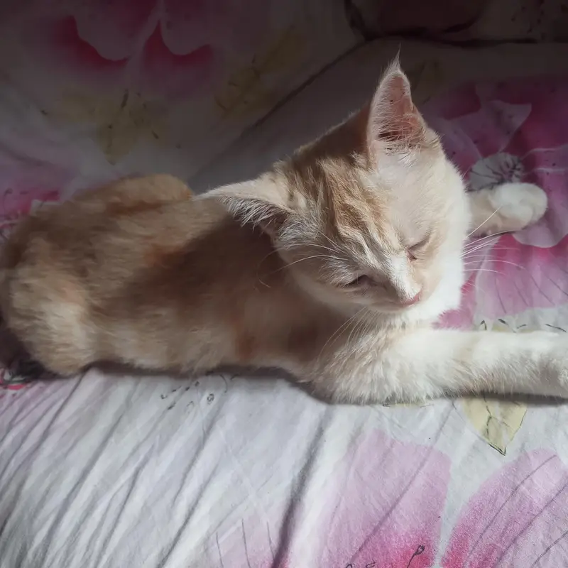 American cat — photo 2