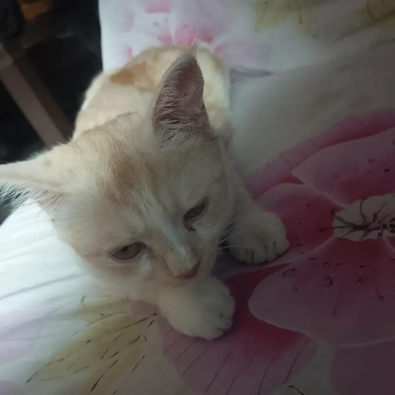 American cat — photo 3