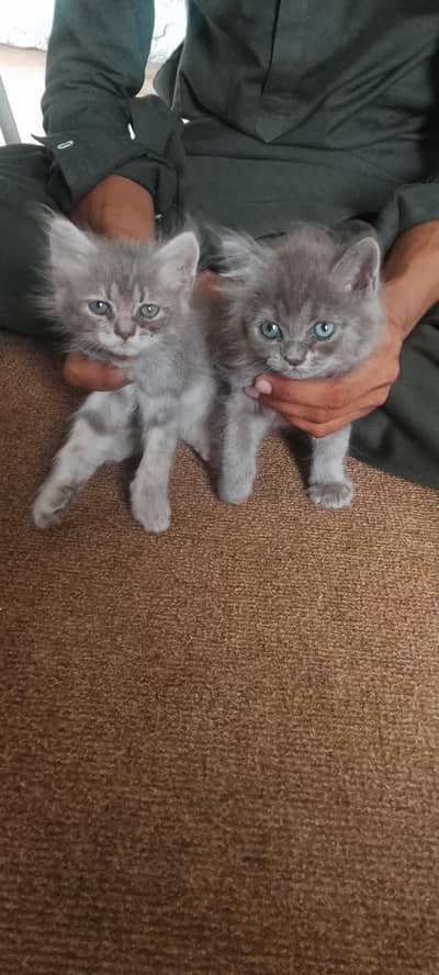 Persian kittens For Sale
