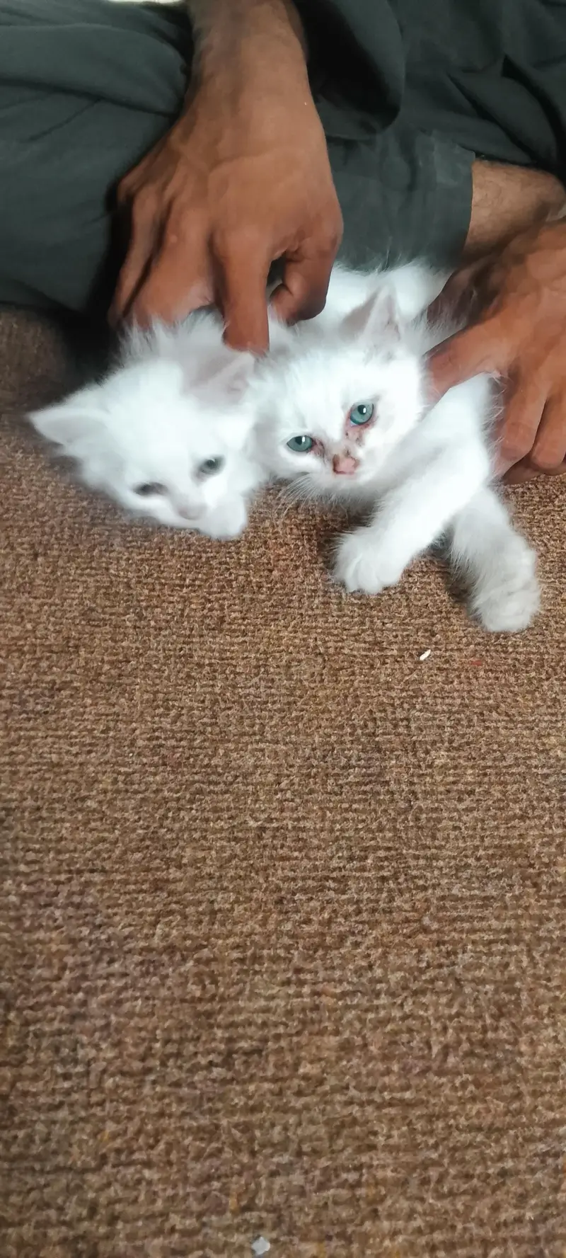 Persian kittens For Sale — photo 2
