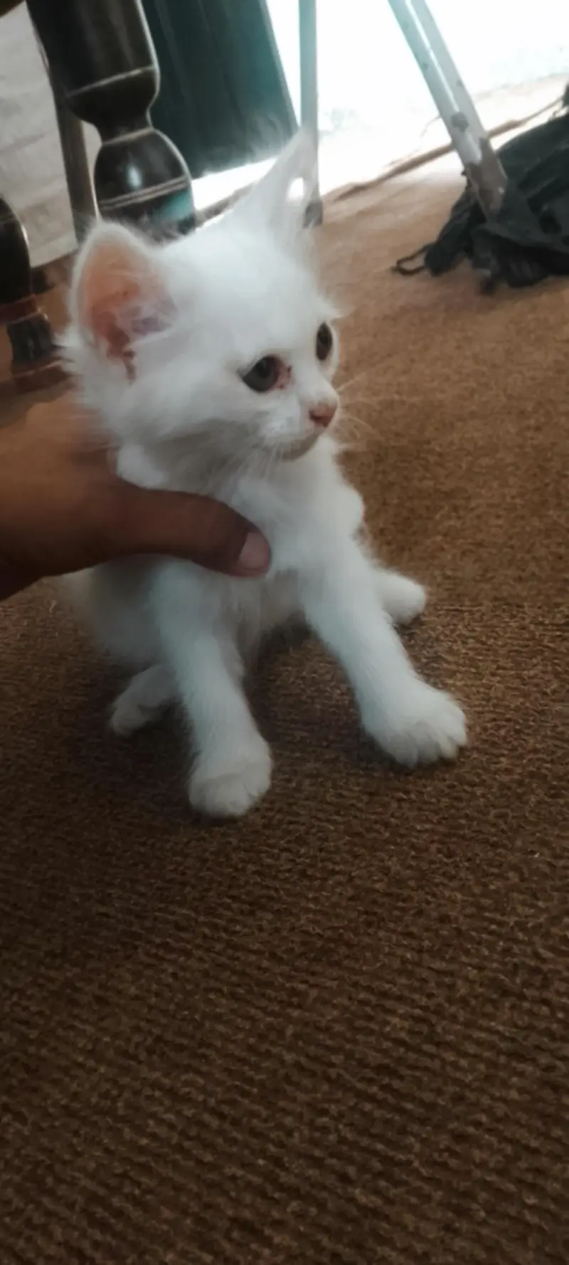 Persian kittens For Sale — photo 3
