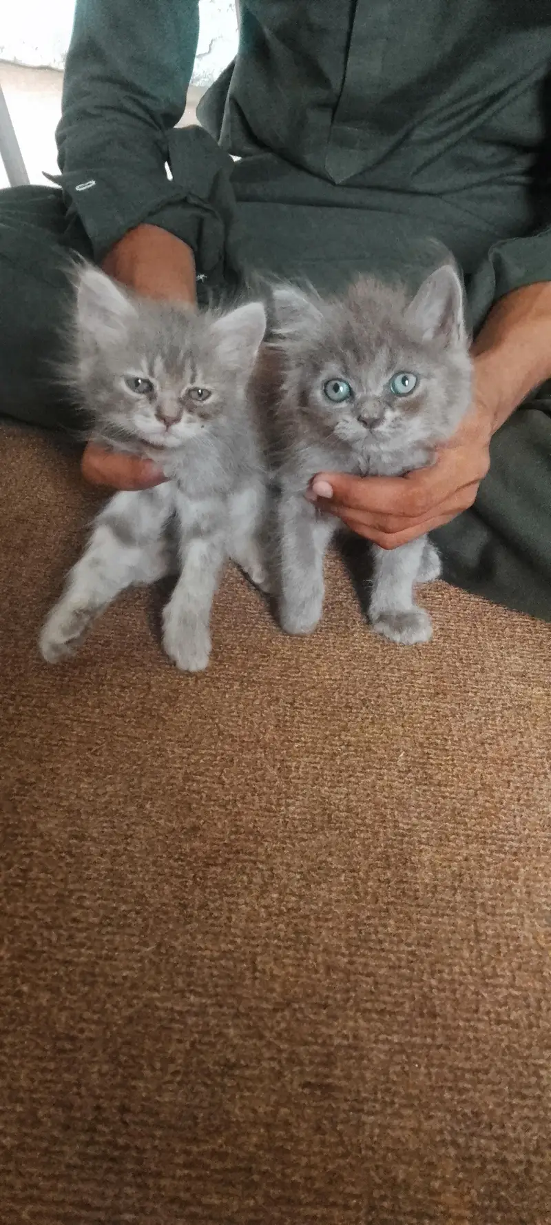 Persian kittens For Sale — photo 4