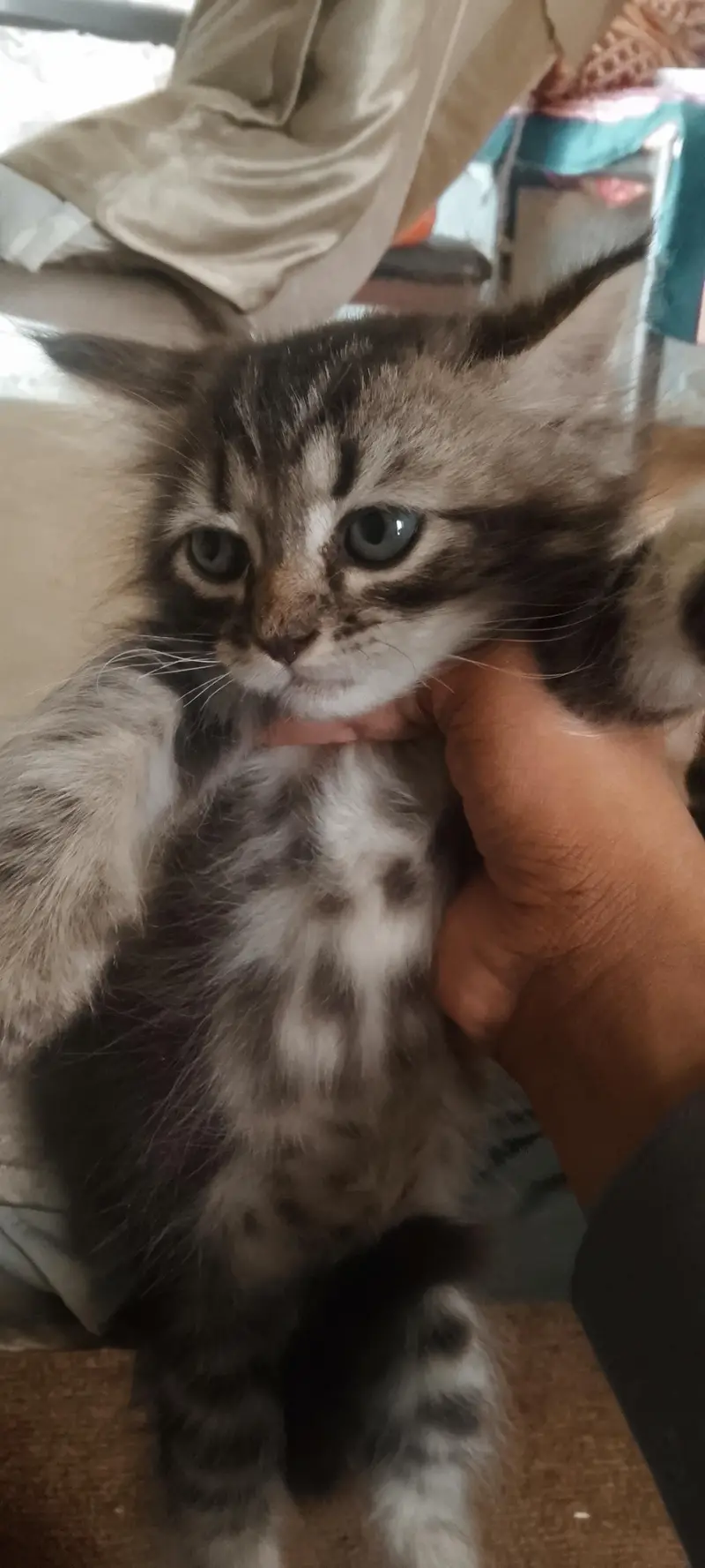 Persian kittens For Sale — photo 5