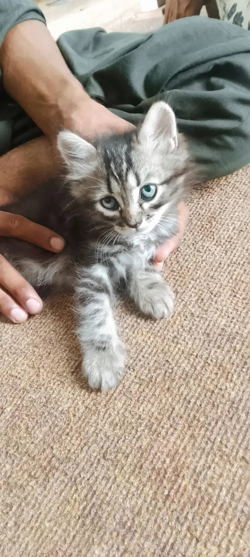 Persian kittens For Sale — photo 6