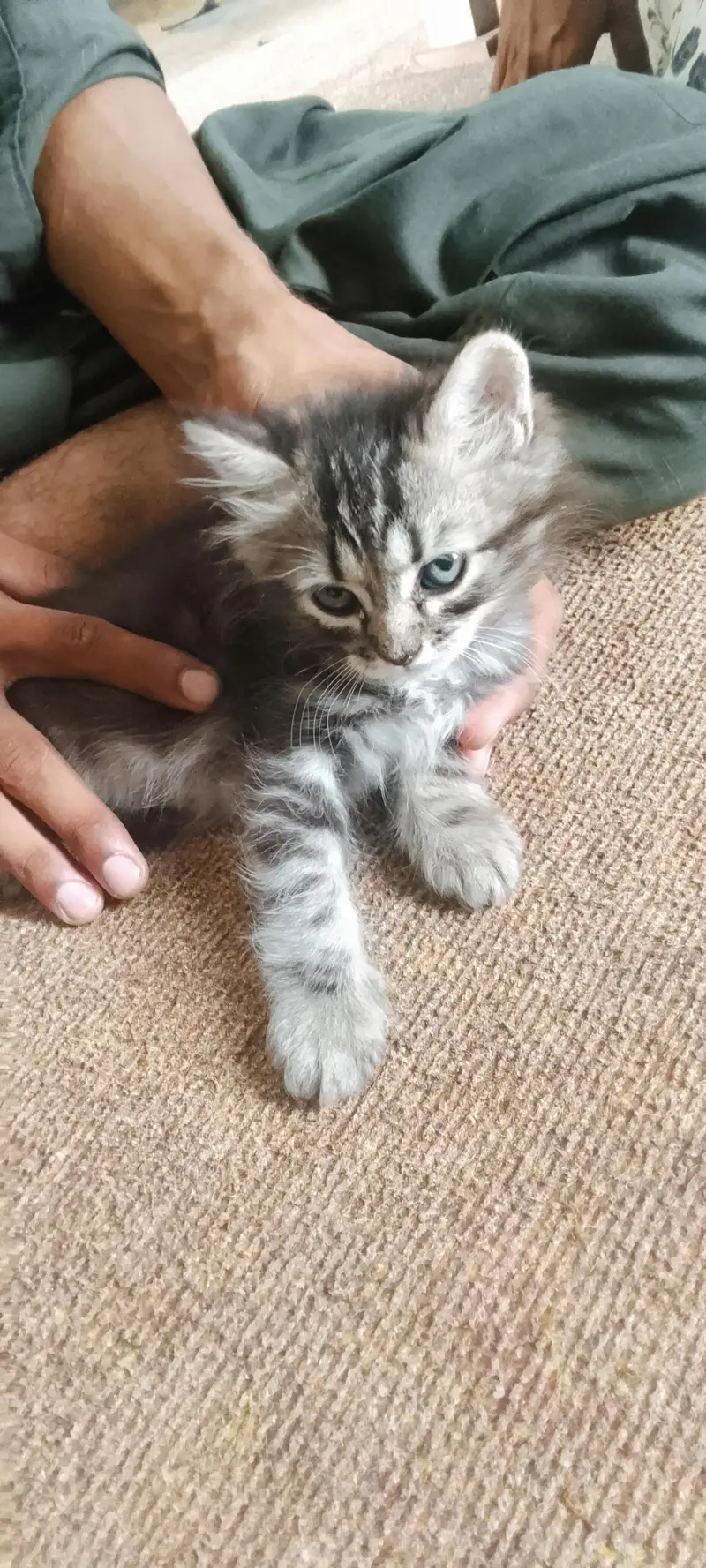 Persian kittens For Sale — photo 7