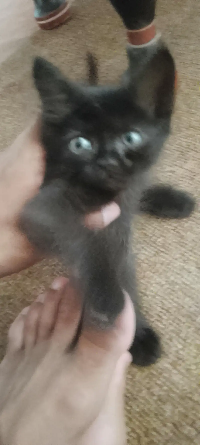 Persian kittens For Sale — photo 8