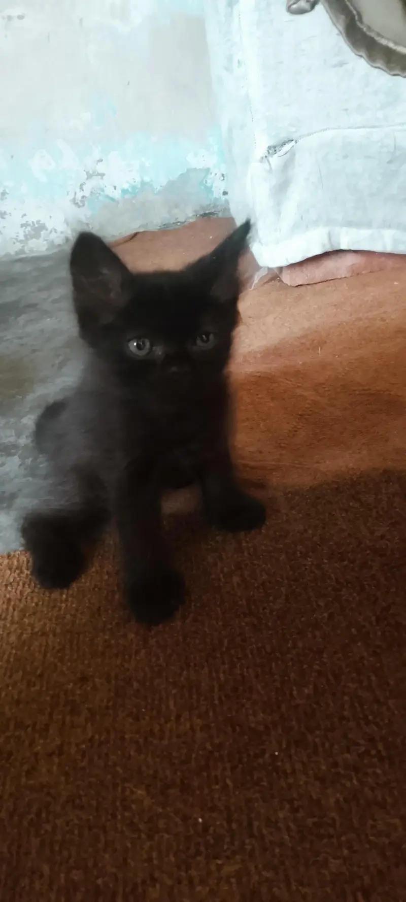Persian kittens For Sale — photo 9