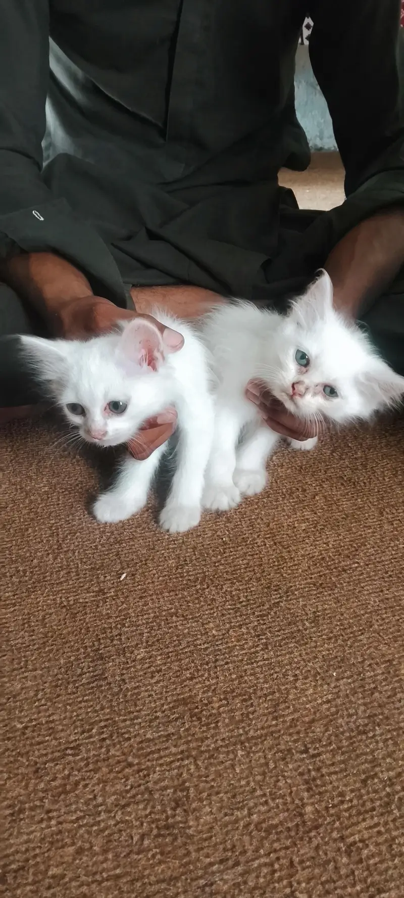 Persian kittens For Sale — photo 10
