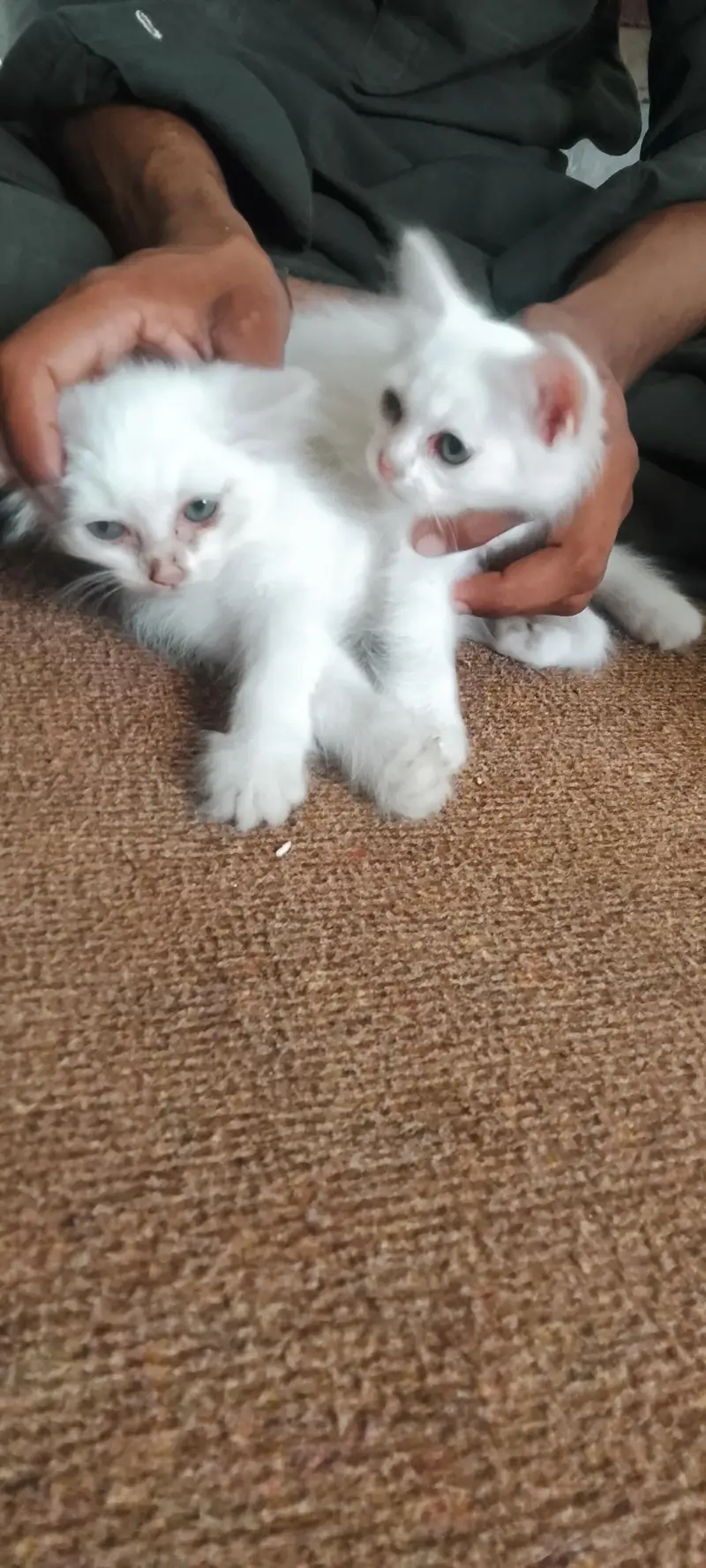 Persian kittens For Sale — photo 11